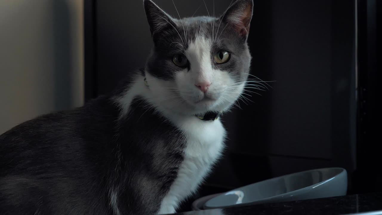 A grey and white cat licks its lips