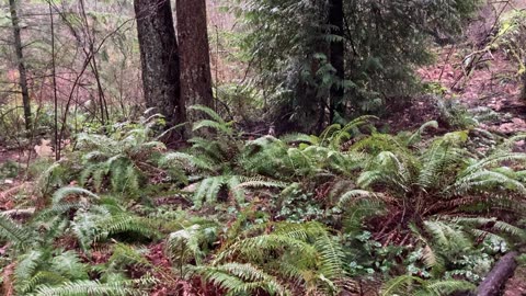 trail patrol 29038403298093248