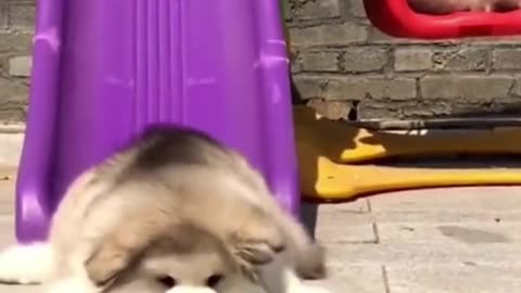 Funny Chubby Puppy 🐾💕