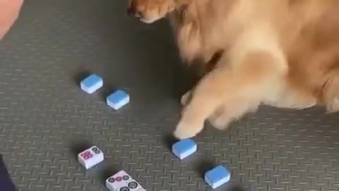 Golden Retrievers rank among the most intelligent dog breeds.