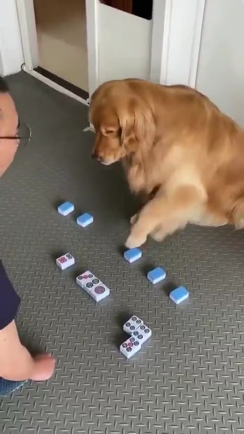 Golden Retrievers rank among the most intelligent dog breeds.