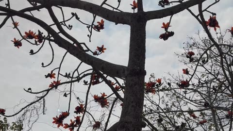March’s Spring Breeze