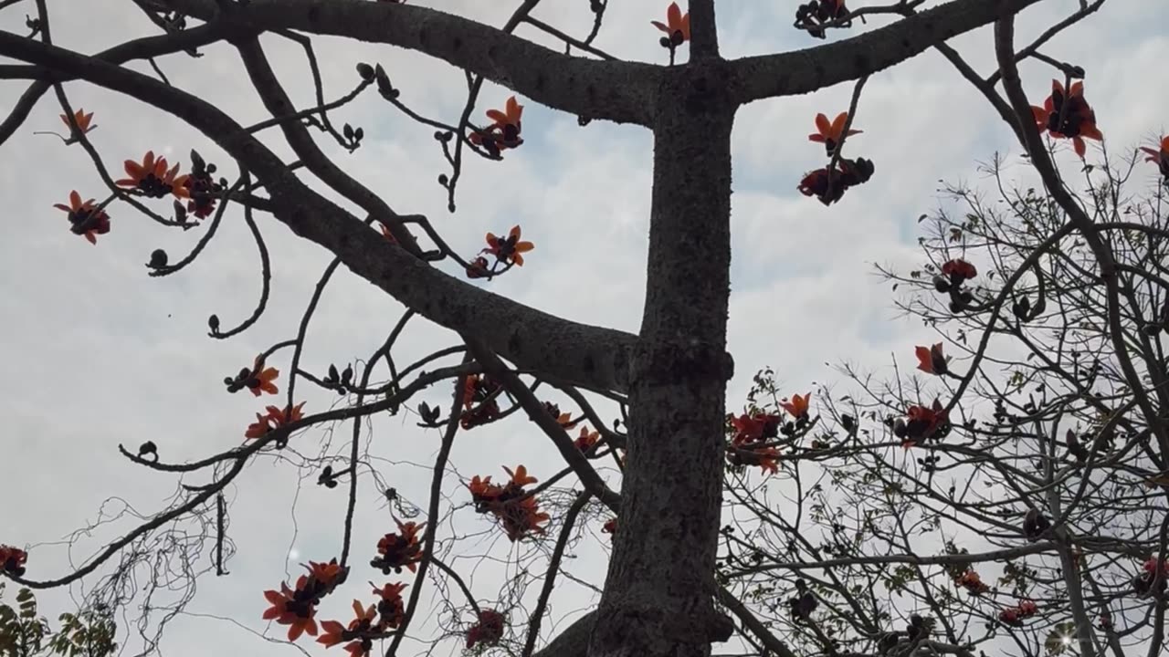 March’s Spring Breeze