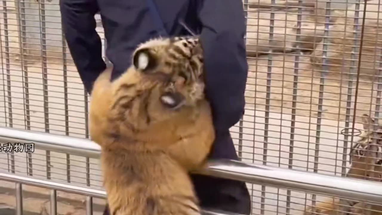 The strange experience of a little tiger in the zoo