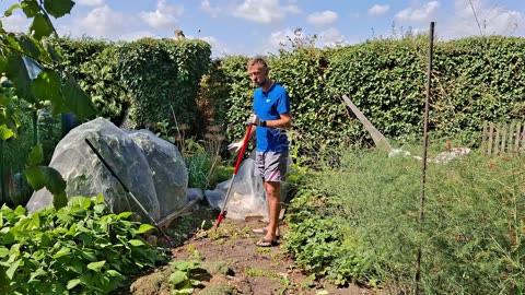 Planting Autumn Potatoes & Harvesting an Unexpected Crop!