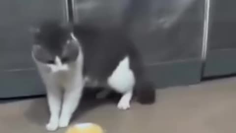 Funny 😂🤣 video of cat 😺