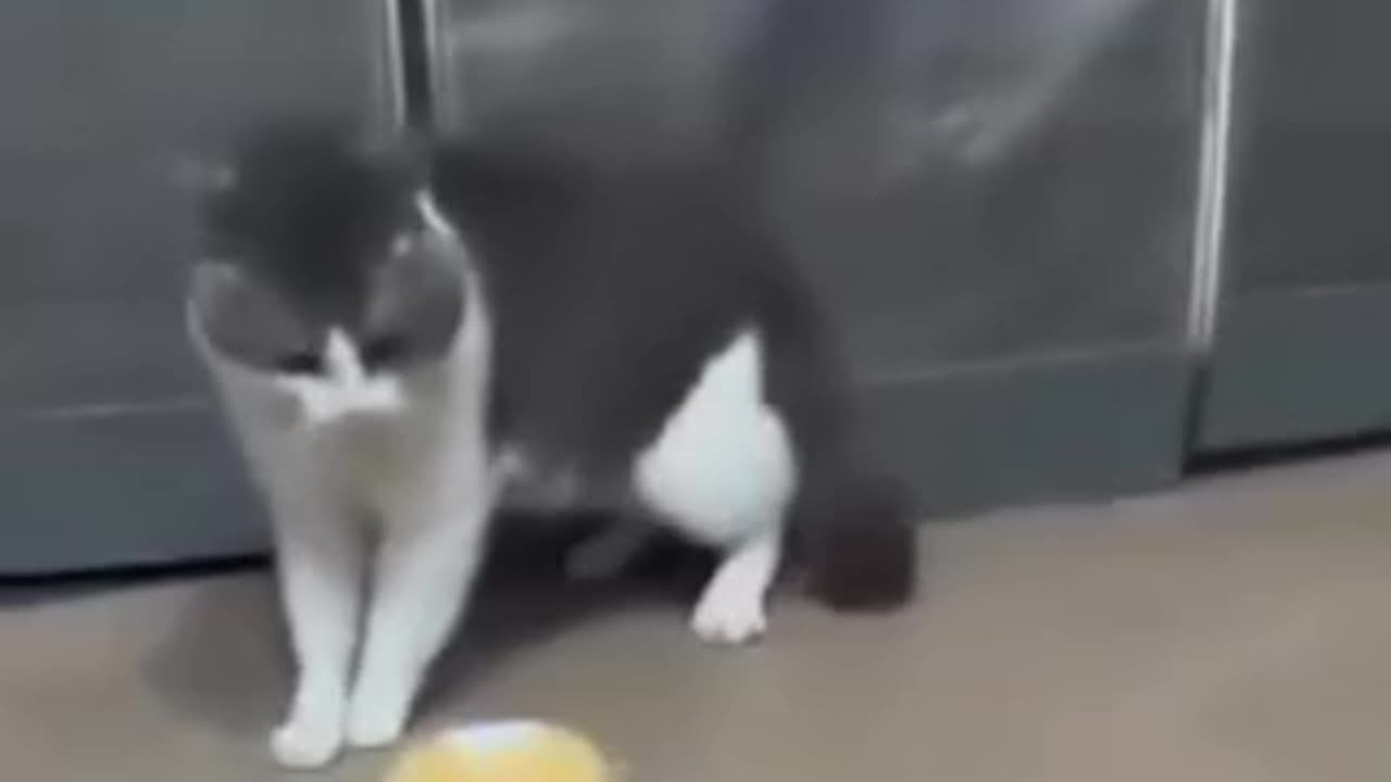 Funny 😂🤣 video of cat 😺