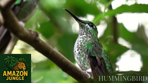 Graceful Amazon Hummingbird 🐦✨ | Rare Jungle Beauty in Flight 🌿