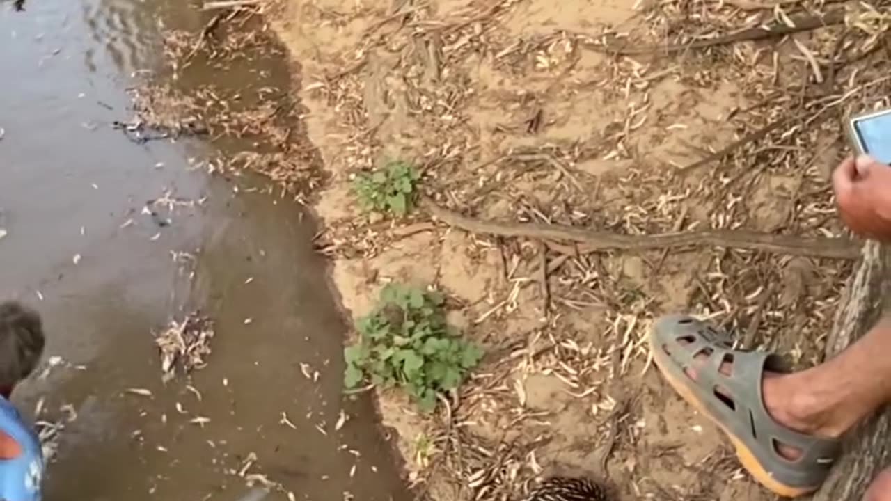 An echidna was seen struggling in the rising waters of the Macquarie River, unable to find a way out.