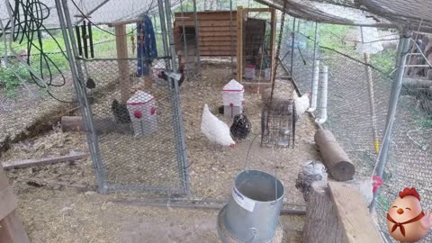 Chicken Live Stream