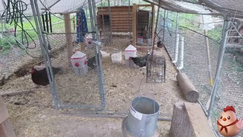Chicken Live Stream