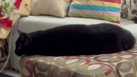Cute Precious Piper is a French Loaf on a Footstool - My Adopted Shelter Cat Vlog