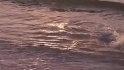 Beached Dolphin Pushback