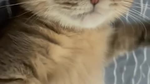 He Is A Fluffy Cat