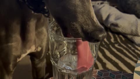 Thirsty Whippet