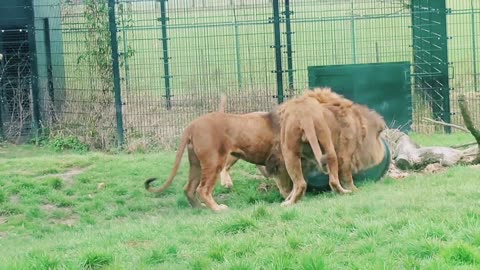 Unbelievable lion gets stock with its head in a feeding barrel