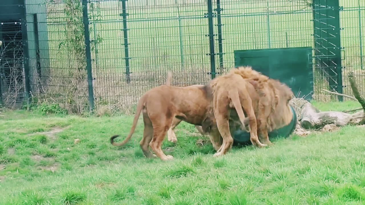 Unbelievable lion gets stock with its head in a feeding barrel