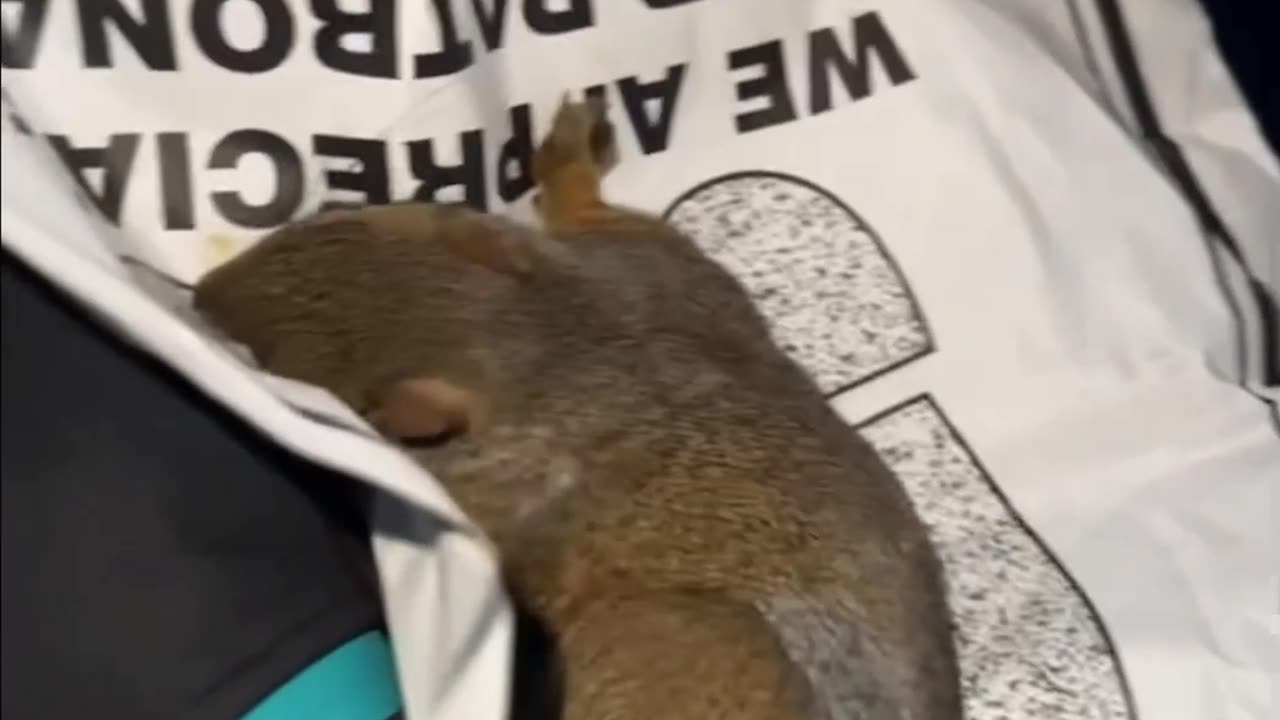 I Hit a Squirrel and It Woke Up When I Tried Saving It