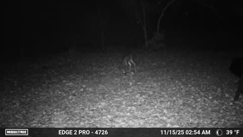 😱👻 You Won't Believe What They Caught on Camera in the Dark Woods of WV! Ghost Sighting | TheHauntin