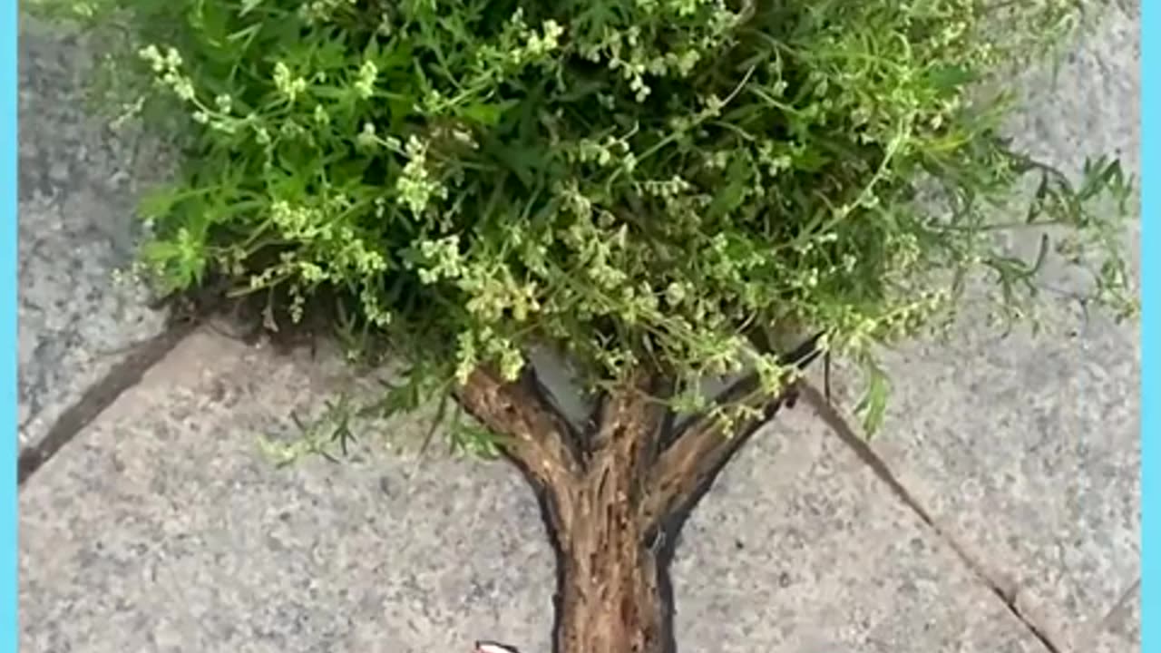 🎨🚶♂️ Mind-Blowing Sidewalk Art That Will Leave You Speechless! | FeedMyCuriosity