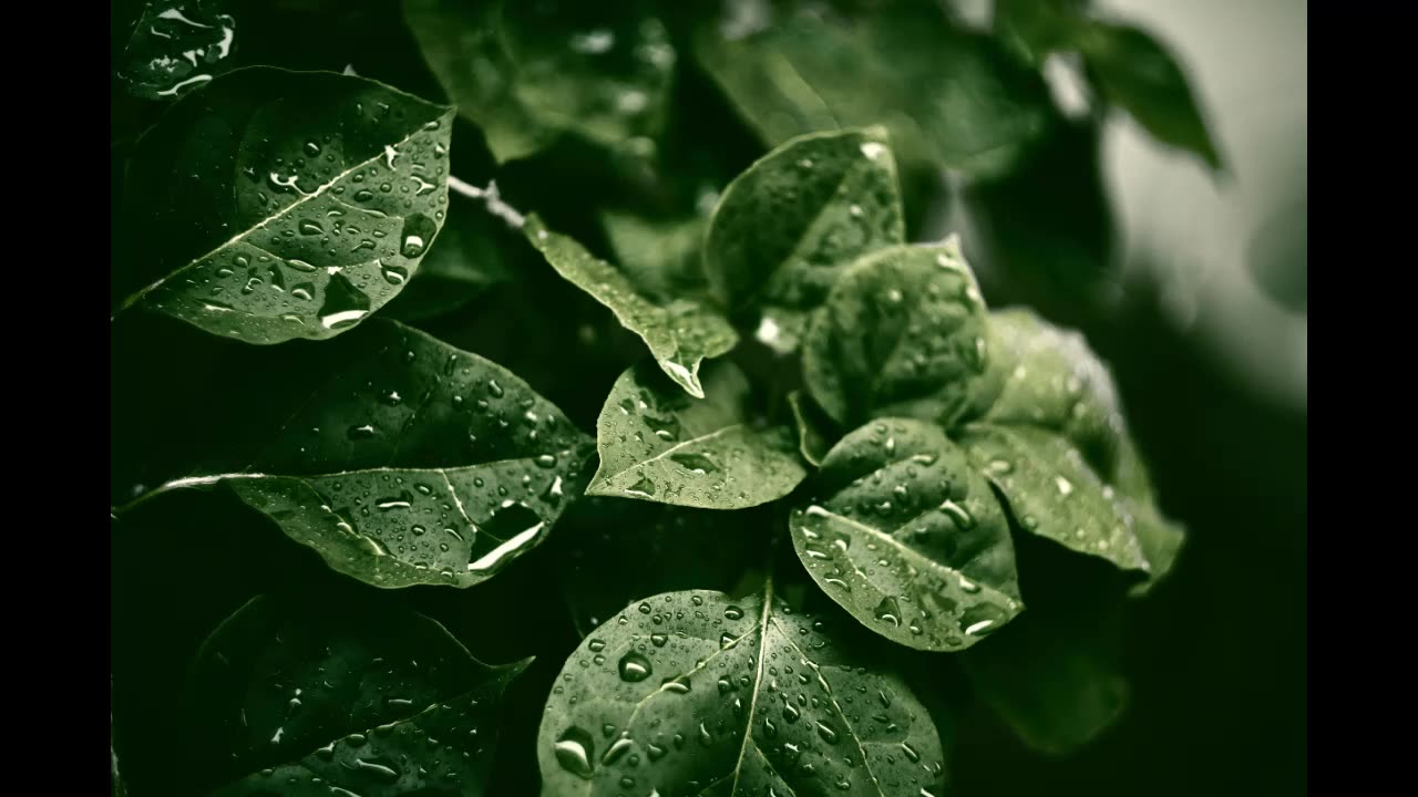 Lord Winter - Leaves