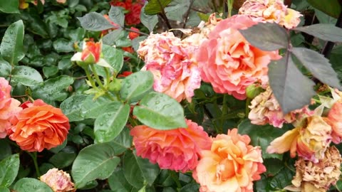 Easy Does it vs Theodor Fontaine Rose