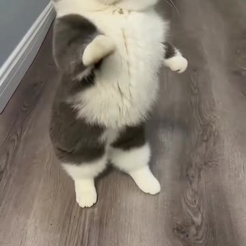 Funny cats are dancing