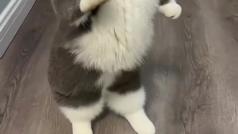 Funny cats are dancing