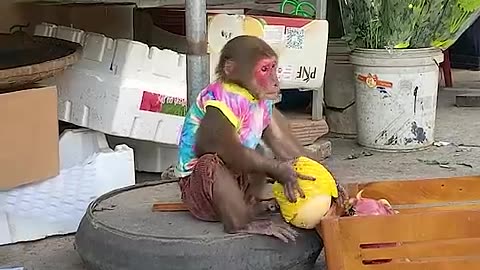 Explore the fruit market with smart monkey Kobi 😁