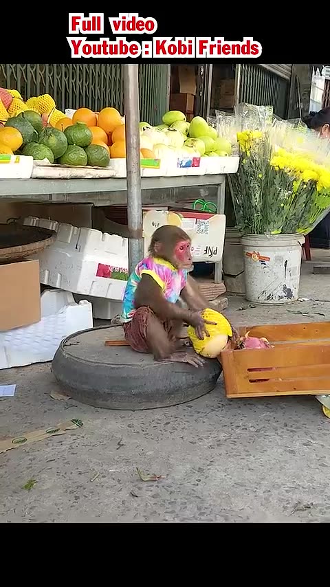 Explore the fruit market with smart monkey Kobi 😁
