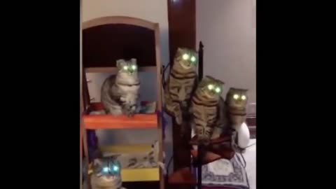 Funny animal