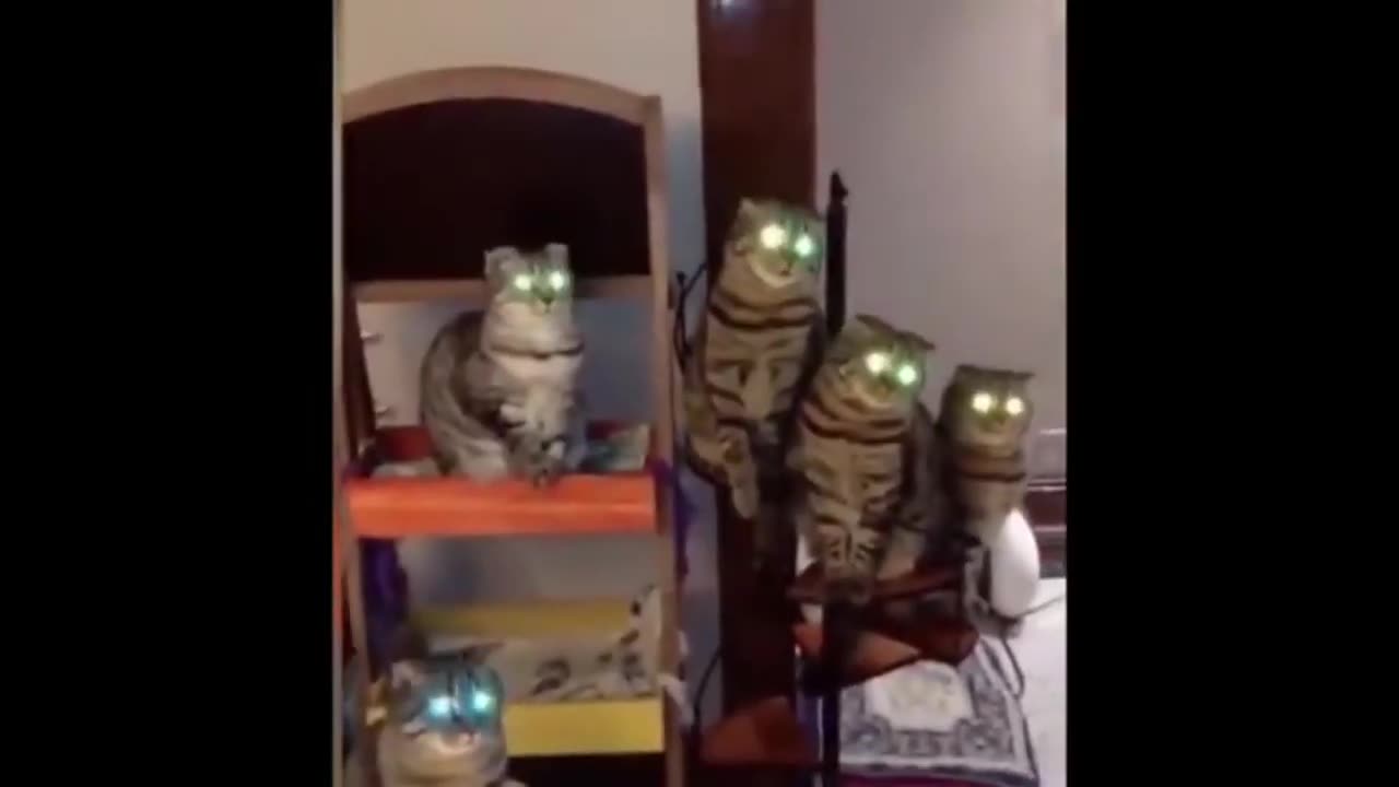 Funny animal
