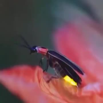 Fire fly