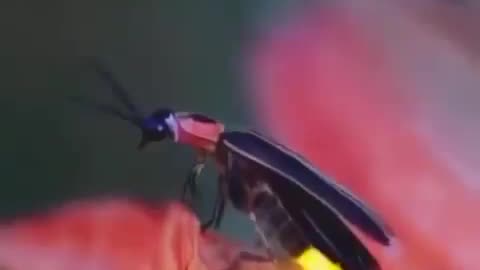 Fire fly