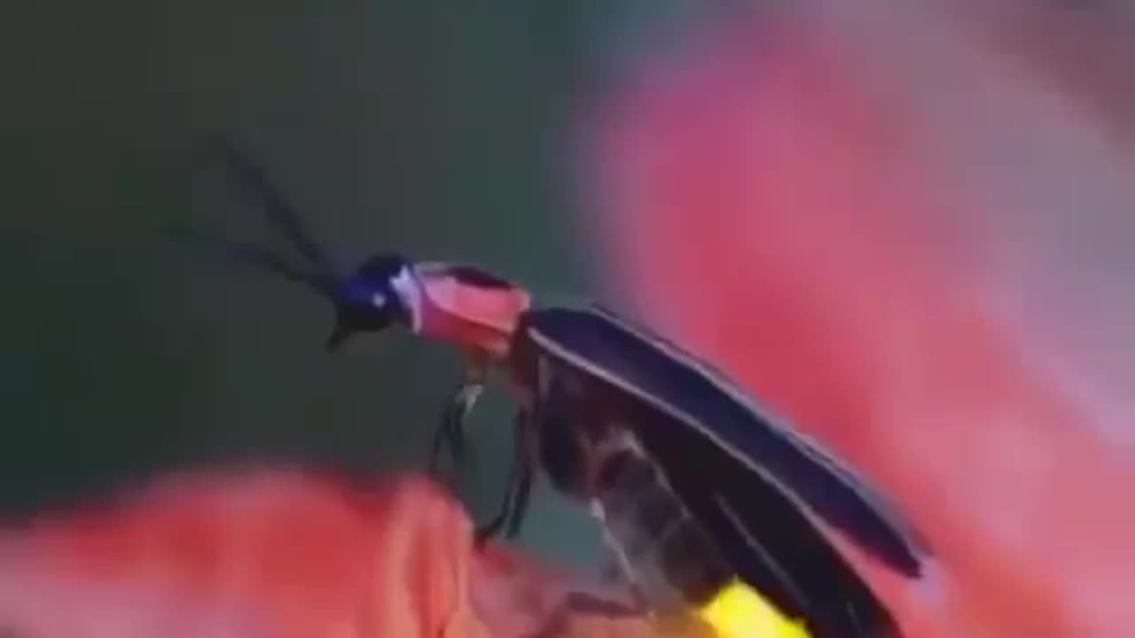 Fire fly
