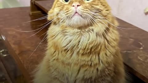 🐈💕 Ukraine Russia War | Brave Cat Guides Owners to Shelter Amid Air Raids | RCF