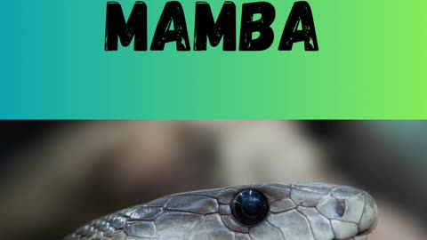 The Snake Quiz