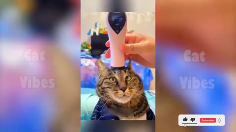 New Funny Cat videos 😂🤣 Funniest Cats Videos of 2025 😻