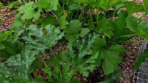 Farmers Market Update & What's Growing 6-19-25