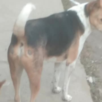 Look at the love of dogs.