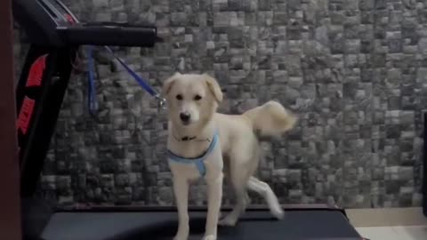 walk dogesh dancer new style