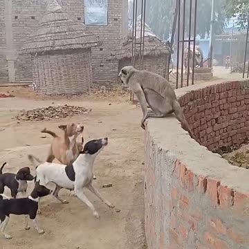 funny video 😄 monkey and dog #comedy #funny #treading #viral #ytshorts