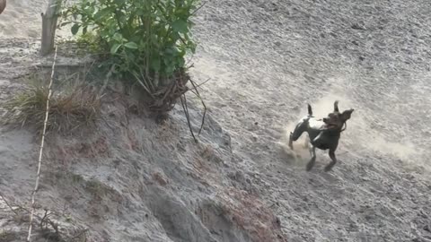 Muddy Chicken-Chasing Dog Gets Chased By Donkey