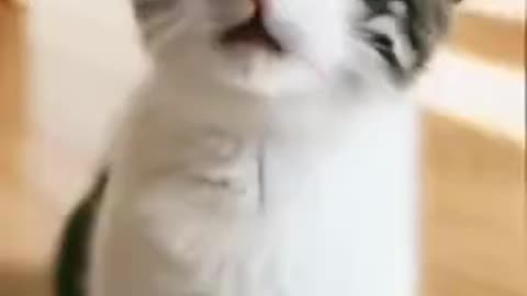 the cat