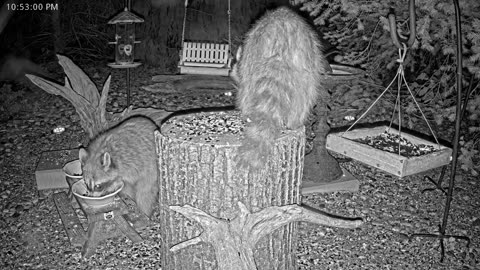 LIVE 24/7 Indiana Birds, Squirrels and Wildlife Feeder Cam