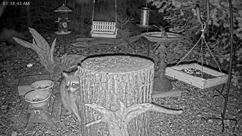 LIVE 24/7 Indiana Birds, Squirrels and Wildlife Feeder Cam