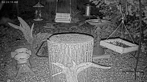 LIVE 24/7 Indiana Birds, Squirrels and Wildlife Feeder Cam