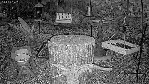 LIVE 24/7 Indiana Birds, Squirrels and Wildlife Feeder Cam