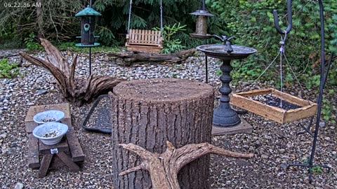 LIVE 24/7 Indiana Birds, Squirrels and Wildlife Feeder Cam