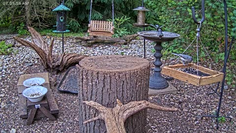 LIVE 24/7 Indiana Birds, Squirrels and Wildlife Feeder Cam